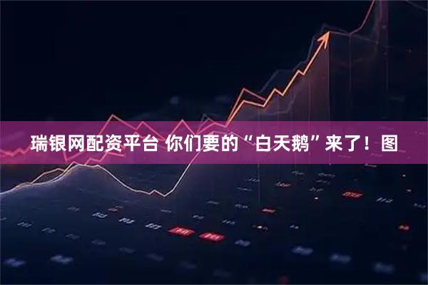 瑞银网配资平台 你们要的“白天鹅”来了！图